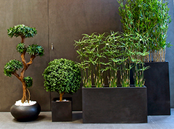 Collection Kyoto