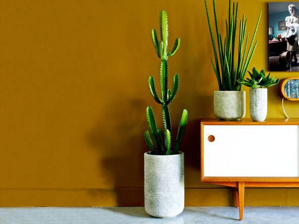 Plante artificielle Cactus Euphorbe H165 cm